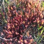 Drosera anglica Folha