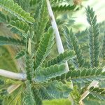 Vachellia karroo Blad