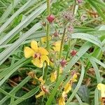 Verbascum blattaria Kwiat