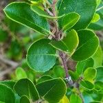 Rhamnus alaternusLeht