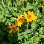 Sclerocarpus divaricatus Flor