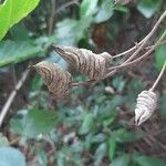 Helicteres baruensis Meyve