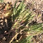 Centaurea benedicta Leaf