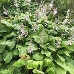 Hosta longipes Листок