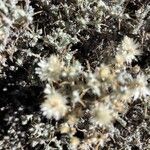 Helichrysum newii Flower