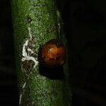 Uvariodendron molundense Corteza