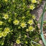 Cherleria sedoides Flower