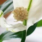 Calla palustris Cvet