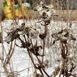 Silphium perfoliatumFlower