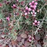 Leptospermum scoparium Blomma