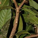 Persea silvatica 叶