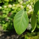 Euonymus maackii Fuelha