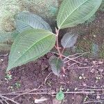 Miconia elata Feuille