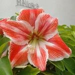 Hippeastrum reginaeBloem