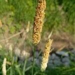 Phleum pratense 花