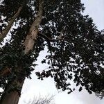 Eucalyptus cordata Habitus