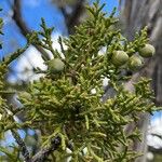 Juniperus monosperma Fruto