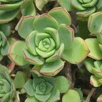 Aeonium valverdense Sonstige