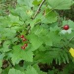 Ribes spicatum 果実