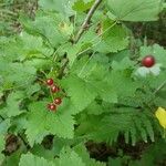 Ribes spicatum Fruit