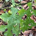 Solanum linnaeanum Leaf