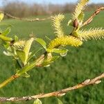 Salix triandra Fleur