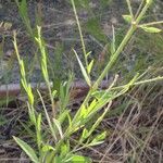 Oenothera gaura Leht