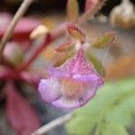 Chaenorhinum origanifolium Fruit