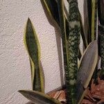 Sansevieria trifasciata পাতা