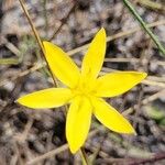 Hypoxis juncea Flower