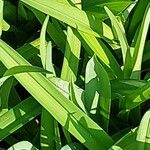 Hemerocallis dumortieri List