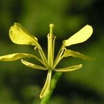 Sinapis arvensis Fula