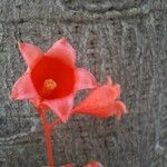 Brachychiton acerifolius Flower