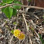 Lantana × strigocamara Lubje