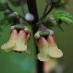 Scrophularia trifoliata Fula