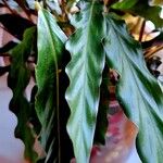 Goeppertia rufibarba Leaf