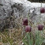 Fritillaria montana Other