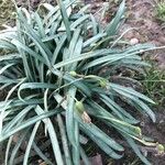 Galanthus nivalis Feuille