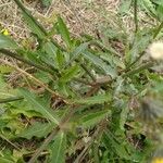 Picris hieracioides Feuille