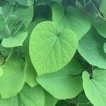 Aristolochia macrophyllaFolha