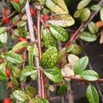 Cotoneaster dammeri Folha