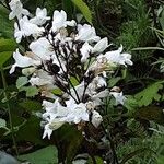 Penstemon digitalis Flor