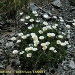 Leucanthemum coronopifolium Kvet