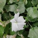 Thunbergia fragrans Flower