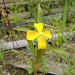 Ludwigia octovalvis Hábitos