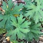 Geranium asphodeloides Leaf