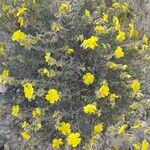Helianthemum syriacum Flor