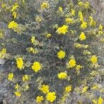 Helianthemum syriacum Flower