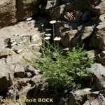 Leucanthemum monspeliense Yeri