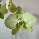 Phalaenopsis stuartiana 花